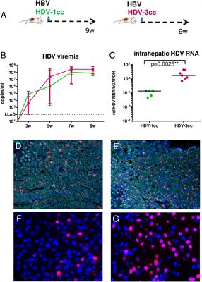 Strong Replication Interference Between Hepatitis Delta Viruses in Human Liver Chimeric Mice